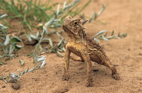 The horny toad - Pygmy short-horned lizards have a “toad-ish” shape and are often called “horned toads” or “horny toads.” They have a blunt snout, squat flattened body, short legs, and short, triangular tail. The length (without the tail) ranges from about an inch at birth to around 2.5 inches as an adult. Females are significantly larger than males.